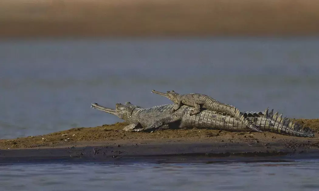 ಸಂರಕ್ಷಿತ ಪ್ರದೇಶಗಳಲ್ಲಿ ಜಲ ವಿದ್ಯುತ್ ಯೋಜನೆಗಳಿಗೆ ಅವಕಾಶ ನೀಡುವ ನೀತಿಗೆ ಅನುಮೋದನೆ ನೀಡಿದ ನೇಪಾಳ ಸರ್ಕಾರ : ಪರಿಸರವಾದಿಗಳ ಆಕ್ರೋಶ