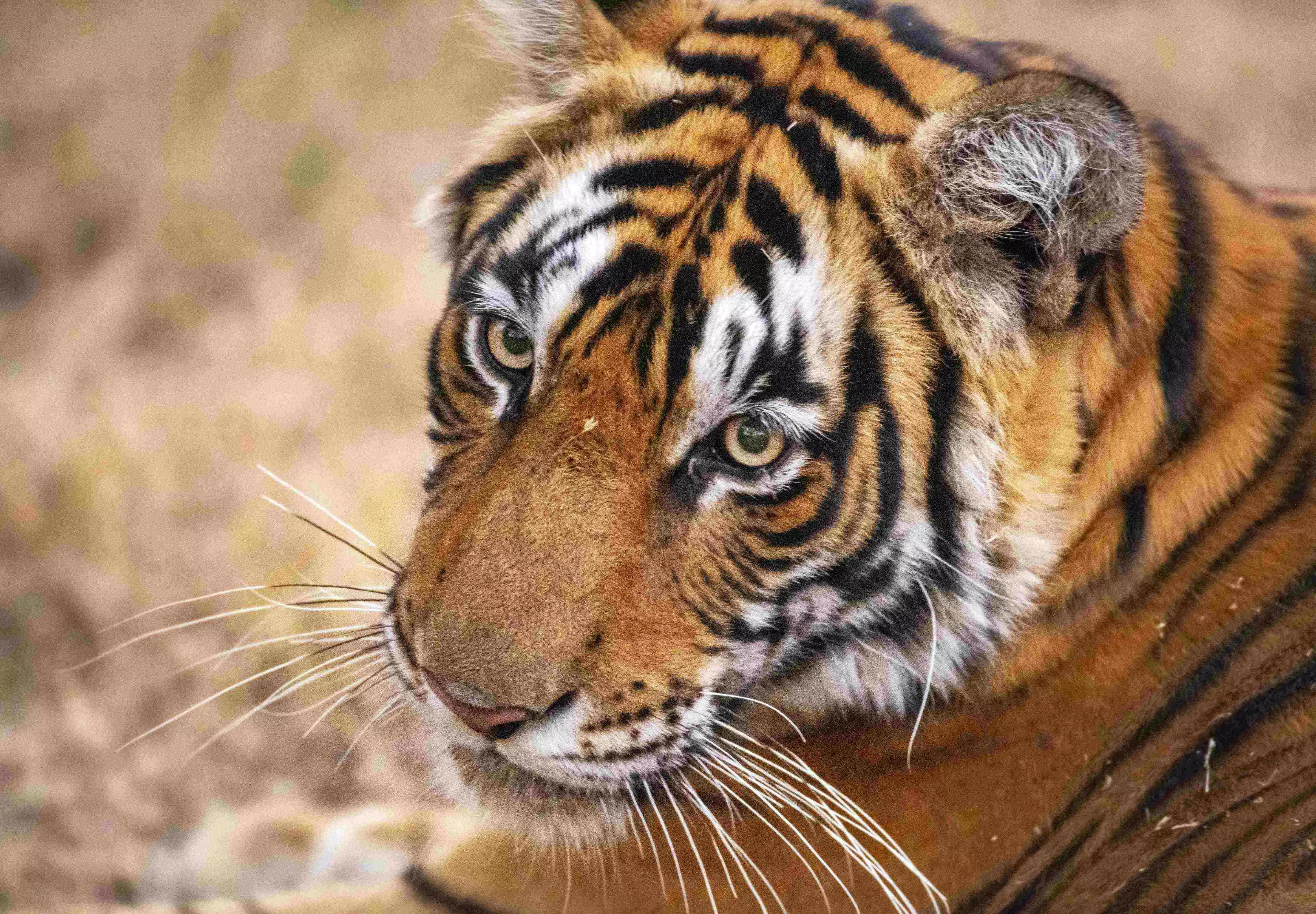 ಉತ್ತರಾಖಂಡ: ಹುಲಿ ದಾಳಿಗೆ ಮಹಿಳೆ ಬಲಿ; ವನ್ಯಪ್ರಾಣಿಗಳ ದಾಳಿಯಿಂದ ಮೃತಪಟ್ಟವರ ಸಂಖ್ಯೆ ಐದಕ್ಕೇರಿಕೆ