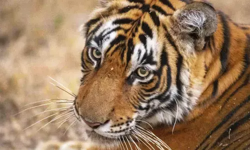 ಉತ್ತರಾಖಂಡ: ಹುಲಿ ದಾಳಿಗೆ ಮಹಿಳೆ ಬಲಿ; ವನ್ಯಪ್ರಾಣಿಗಳ ದಾಳಿಯಿಂದ ಮೃತಪಟ್ಟವರ ಸಂಖ್ಯೆ ಐದಕ್ಕೇರಿಕೆ