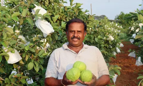 ಬೆಟ್ಟಕೋಟೆ ರೈತನ ಹೊಸ ಪ್ರಯತ್ನಕ್ಕೆ ಒಲಿದ ಪಿಂಕ್ ತಳಿ