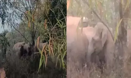 ಚಿಕ್ಕಮಗಳೂರು | ಕಾಡಾನೆಗಳ ಹಿಂಡು ಪ್ರತ್ಯಕ್ಷ: ಕೆಲವು ಶಾಲೆಗಳಿಗೆ ರಜೆ ಘೋಷಣೆ