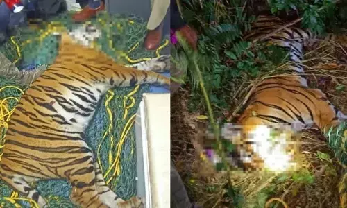 ಮೈಸೂರು | ರಸ್ತೆ ದಾಟುವ ವೇಳೆ ಕಾರು ಢಿಕ್ಕಿ: ಭಾರೀ ಗಾತ್ರದ  ಹುಲಿ ಸ್ಥಳದಲ್ಲೇ ಸಾವು