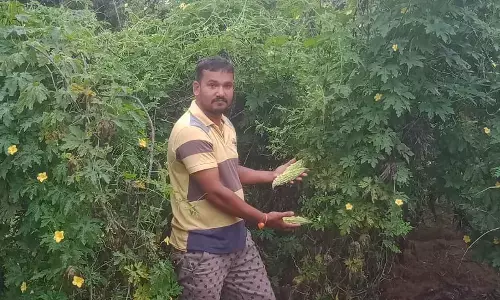 ಕೃಷಿಯಲ್ಲಿ ಯಶಸ್ಸು ಸಾಧಿಸಿ ಮಾದರಿಯಾದ ಬಿಎ ಪದವೀಧರ ಕಿರಣ್