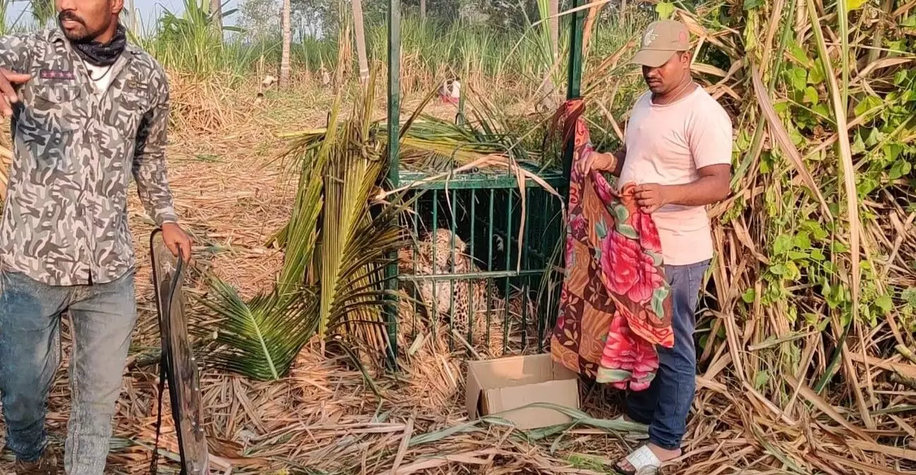 ಮೈಸೂರು : ಅರಣ್ಯ ಇಲಾಖೆ ಇರಿಸಿದ್ದ ಬೋನಿಗೆ ಬಿದ್ದ ಚಿರತೆ, ಮರಿಗಳು ಮೈಸೂರು : ಅರಣ್ಯ ಇಲಾಖೆ ಇರಿಸಿದ್ದ ಬೋನಿಗೆ ಬಿದ್ದ ಚಿರತೆ, ಮರಿಗಳು