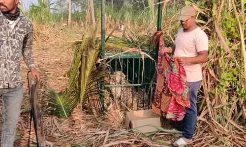 ಮೈಸೂರು : ಅರಣ್ಯ ಇಲಾಖೆ ಇರಿಸಿದ್ದ ಬೋನಿಗೆ ಬಿದ್ದ  ಚಿರತೆ, ಮರಿಗಳು