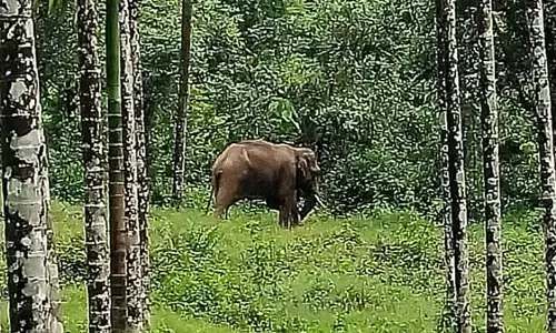 ಚಿಕ್ಕಮಗಳೂರು| ಆಲದಗುಡ್ಡೆ ಗ್ರಾಮ ವ್ಯಾಪ್ತಿಯಲ್ಲಿ ಕಾಡಾನೆಗಳು ಪ್ರತ್ಯಕ್ಷ; ಹಲವು ಗ್ರಾಮಗಳ ವ್ಯಾಪ್ತಿಯಲ್ಲಿ ನಿಷೇಧಾಜ್ಞೆ ಜಾರಿ