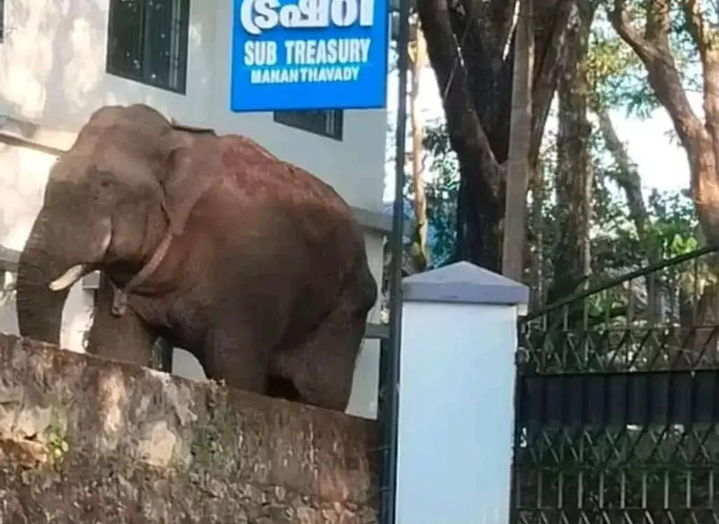 ಕಾರ್ಯಾಚರಣೆಯಲ್ಲಿ ಕಾಡಾನೆ ʼತನ್ನೀರ್ ಕೊಂಬನ್ʼ ಸಾವು : ತನಿಖೆಗೆ ಆದೇಶ ಕಾರ್ಯಾಚರಣೆಯಲ್ಲಿ ಕಾಡಾನೆ ʼತನ್ನೀರ್ ಕೊಂಬನ್ʼ ಸಾವು : ತನಿಖೆಗೆ ಆದೇಶ