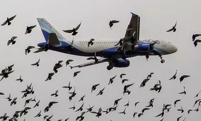 ಪಕ್ಷಿ ಸಂರಕ್ಷಣೆ ಕುರಿತು ಫೆ.5 ರಿಂದ ಅಂತರರಾಷ್ಟ್ರೀಯ ಕಾರ್ಯಾಗಾರ