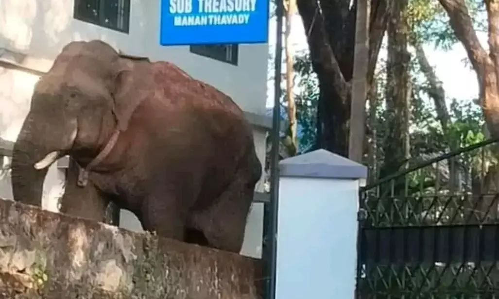 ಕಾರ್ಯಾಚರಣೆಯಲ್ಲಿ ಕಾಡಾನೆ ʼತನ್ನೀರ್ ಕೊಂಬನ್ʼ ಸಾವು : ತನಿಖೆಗೆ ಆದೇಶ