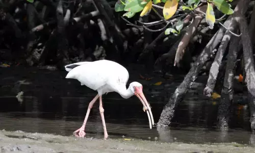 ಜೌಗು ಪ್ರದೇಶ ಜೀವ ವೈವಿಧ್ಯದ ತೊಟ್ಟಿಲು