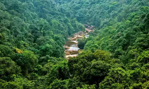 ಜಾಗತಿಕ ತಾಪಮಾನ ಏರಿಕೆಯು ವಾತಾವರಣದಿಂದ ಇಂಗಾಲವನ್ನು ಹೀರಿಕೊಳ್ಳುವ ಅರಣ್ಯಗಳ ಸಾಮರ್ಥ್ಯವನ್ನು ಕುಗ್ಗಿಸಬಹುದು : ಕಳವಳ ವ್ಯಕ್ತಪಡಿಸಿದ ಅಧ್ಯಯನ ವರದಿ