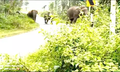 ಚಿಕ್ಕಮಗಳೂರು ಜಿಲ್ಲೆಯಲ್ಲಿ ನಿಲ್ಲದ ಕಾಡಾನೆಗಳ ಹಾವಳಿ