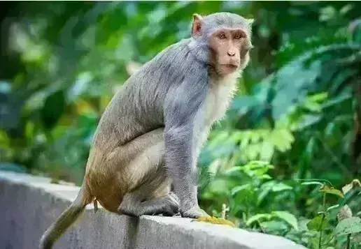 ಶಿವಮೊಗ್ಗ ಜಿಲ್ಲೆಯಲ್ಲಿ ಒಂದೇ ದಿನ 11 ಮಂದಿಗೆ ಮಂಗನ ಕಾಯಿಲೆ ಪಾಸಿಟಿವ್