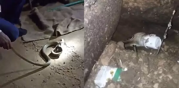 ಕಾರ್ಕಳ: ವಿಷದ ಬಾಟಲಿ ನುಂಗಿದ ನಾಗರಹಾವಿನ ರಕ್ಷಣೆ ಕಾರ್ಕಳ: ವಿಷದ ಬಾಟಲಿ ನುಂಗಿದ ನಾಗರಹಾವಿನ ರಕ್ಷಣೆ