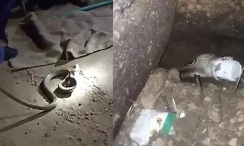 ಕಾರ್ಕಳ: ವಿಷದ ಬಾಟಲಿ ನುಂಗಿದ ನಾಗರಹಾವಿನ ರಕ್ಷಣೆ