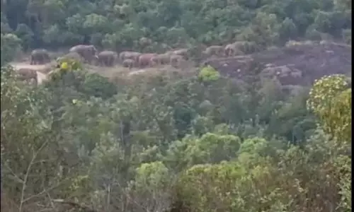 ಕಾಫಿನಾಡಿನಲ್ಲಿ ಮುಂದುವರಿದ ಕಾಡಾನೆಗಳ ಹಾವಳಿ; ರೈತರು, ಗ್ರಾಮಸ್ಥರಲ್ಲಿ ಆತಂಕ