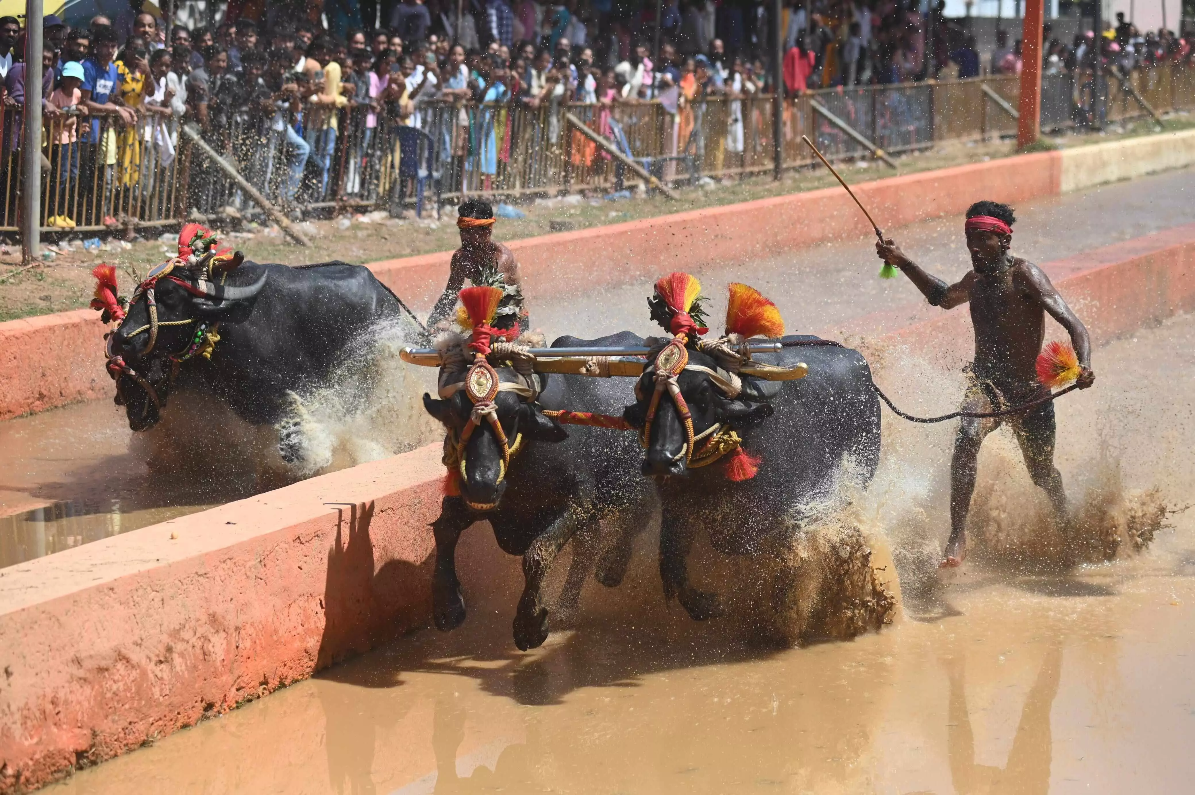 ಮಂಗಳೂರು: ಜಯ - ವಿಜಯ ಜೋಡುಕರೆ ಕಂಬಳ ಸಮಾರೋಪ ಮಂಗಳೂರು: ಜಯ - ವಿಜಯ ಜೋಡುಕರೆ ಕಂಬಳ ಸಮಾರೋಪ