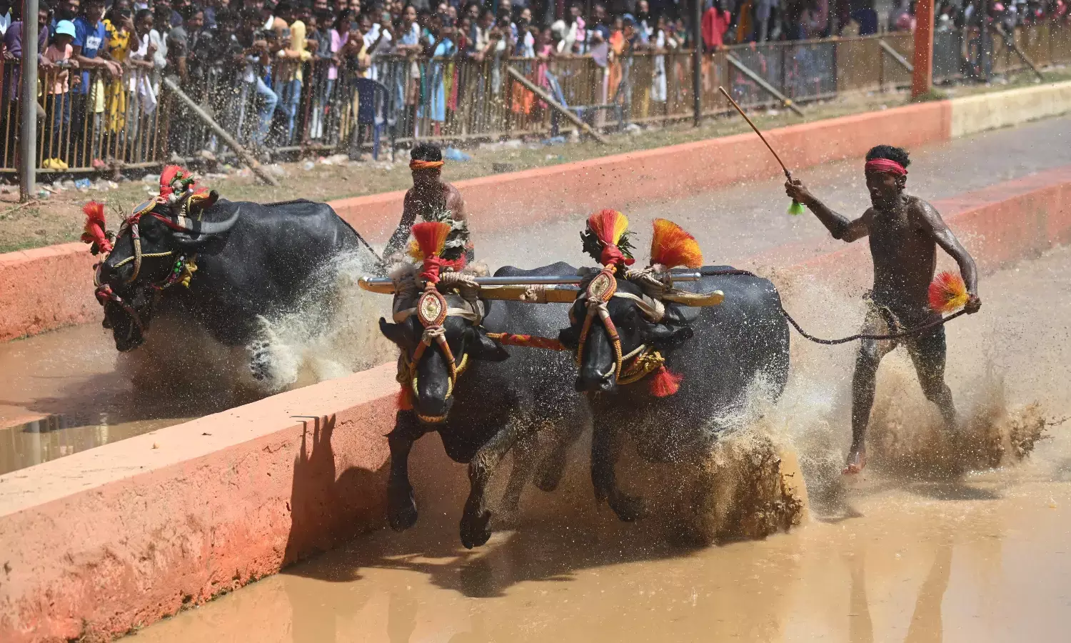 ಮಂಗಳೂರು: ಜಯ - ವಿಜಯ ಜೋಡುಕರೆ ಕಂಬಳ ಸಮಾರೋಪ