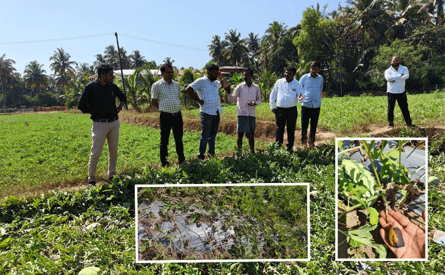 ಕಲ್ಲಂಗಡಿ ಹಣ್ಣಿಗೆ ಶಿಲೀಂಧ್ರ ಬಾಧೆ