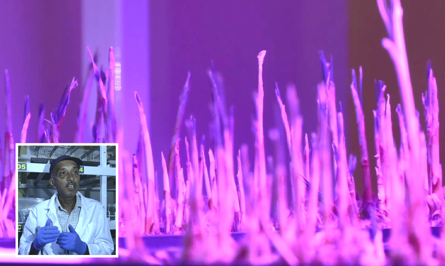 ಕೇಸರಿ ಹೂವಿನ ಕೃಷಿಯಲ್ಲಿ ಯಶಸ್ವಿಯಾದ ಪ್ರಗತಿಪರ ರೈತ ಲೋಕೇಶ್