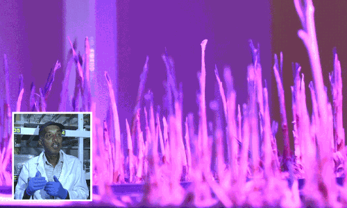 ಕೇಸರಿ ಹೂವಿನ ಕೃಷಿಯಲ್ಲಿ ಯಶಸ್ವಿಯಾದ ಪ್ರಗತಿಪರ ರೈತ ಲೋಕೇಶ್