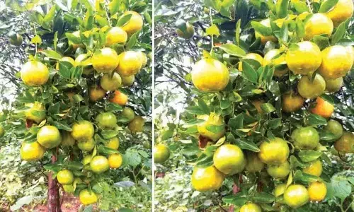 ಕಾಫಿ ಮಧ್ಯೆ ಕಮರಿದ ʼಕೂರ್ಗ್ ಮ್ಯಾಂಡರಿನ್ʼ