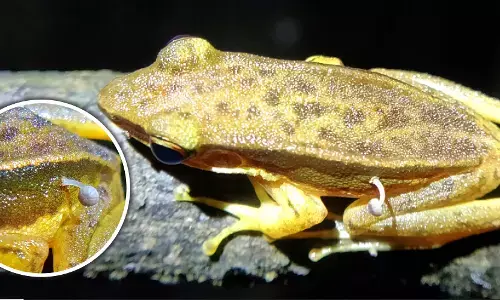 ಜೀವಂತ ಕಪ್ಪೆಯ ಪಕ್ಕೆ ಯಲ್ಲಿ ಅಣಬೆ ಮೊಳಕೆ!