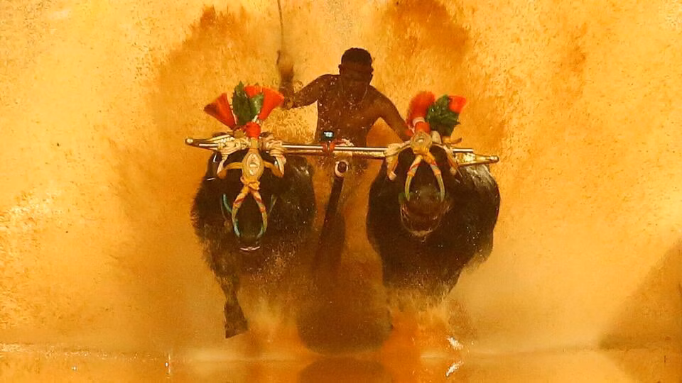 ಕಂಬಳವನ್ನು ರಾಜ್ಯಕ್ರೀಡೆಯಾಗಿ ಘೋಷಿಸಲು ಮಂಜುನಾಥ ಭಂಡಾರಿ ಸರಕಾರಕ್ಕೆ ಆಗ್ರಹ ಕಂಬಳವನ್ನು ರಾಜ್ಯಕ್ರೀಡೆಯಾಗಿ ಘೋಷಿಸಲು ಮಂಜುನಾಥ ಭಂಡಾರಿ ಸರಕಾರಕ್ಕೆ ಆಗ್ರಹ