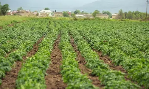 ಕ್ರಮ ಬದ್ಧವಿಲ್ಲದ ಕಂದಾಯ ದಾಖಲಾತಿ: ತೋಟಗಾರಿಕೆ ಇಲಾಖೆಯ ಕೈ ತಪ್ಪಲಿರುವ 1,659.99 ಎಕರೆ ಜಮೀನು