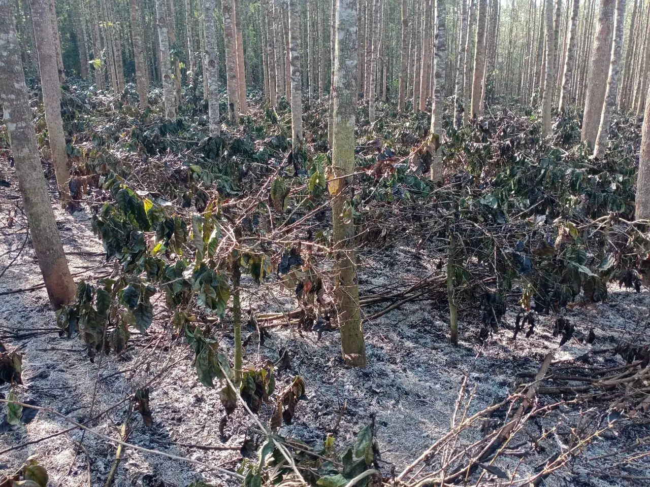 ಚಿಕ್ಕಮಗಳೂರು | ಮೆಸ್ಕಾಂ ನಿರ್ಲಕ್ಷ್ಯ ಆರೋಪ : 6 ಎಕರೆ ಕಾಫಿ ತೋಟ ಬೆಂಕಿಗಾಹುತಿ ಚಿಕ್ಕಮಗಳೂರು | ಮೆಸ್ಕಾಂ ನಿರ್ಲಕ್ಷ್ಯ ಆರೋಪ : 6 ಎಕರೆ ಕಾಫಿ ತೋಟ ಬೆಂಕಿಗಾಹುತಿ