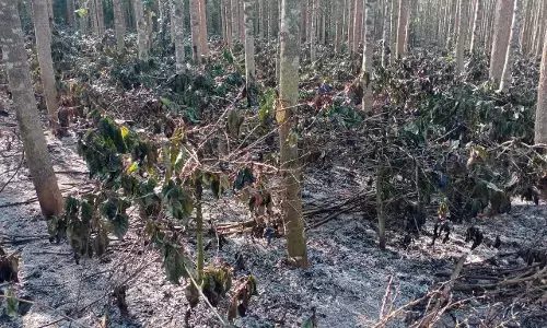 ಚಿಕ್ಕಮಗಳೂರು | ಮೆಸ್ಕಾಂ ನಿರ್ಲಕ್ಷ್ಯ ಆರೋಪ : 6 ಎಕರೆ ಕಾಫಿ ತೋಟ ಬೆಂಕಿಗಾಹುತಿ