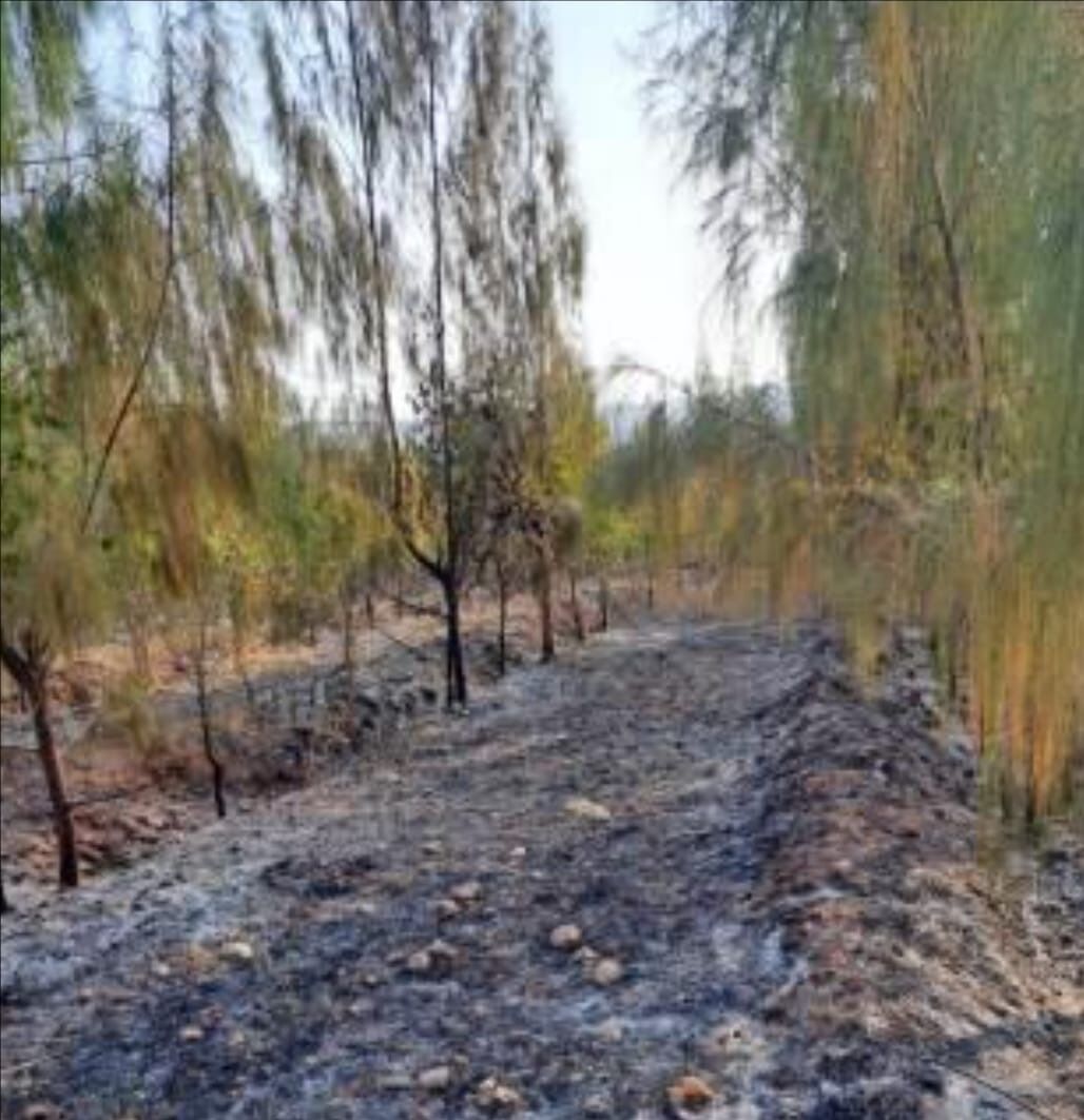 ತರೀಕೆರೆ : ಆಕಸ್ಮಿಕವಾಗಿ ಬೆಂಕಿ ತಗುಲಿ ನೂರಾರು ಶ್ರೀಗಂಧದ ಮರಗಳು ಬೆಂಕಿಗಾಹುತಿ