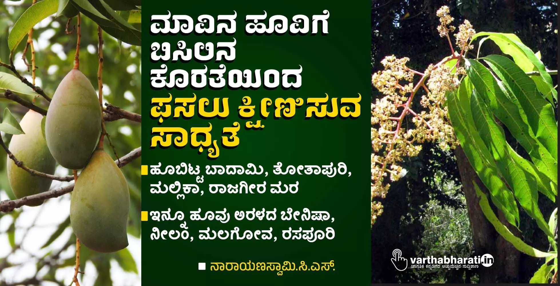 ಮಾವಿನ ಹೂವಿಗೆ ಬಿಸಿಲಿನ ಕೊರತೆಯಿಂದ ಫಸಲು ಕ್ಷೀಣಿಸುವ ಸಾಧ್ಯತೆ