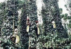 ಕೆ.ಜಿ.ಯೊಂದಕ್ಕೆ 540 ರೂ.ಗೆ ಇಳಿದ ಕಾಳುಮೆಣಸು ದರ