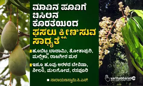 ಮಾವಿನ ಹೂವಿಗೆ ಬಿಸಿಲಿನ ಕೊರತೆಯಿಂದ ಫಸಲು ಕ್ಷೀಣಿಸುವ ಸಾಧ್ಯತೆ