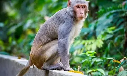 ಸಿದ್ದಾಪುರ: ಮಂಗನಕಾಯಿಲೆ ಬಾಧಿತ ಮಹಿಳೆ ಮೃತ್ಯು