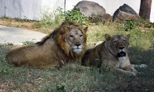 ʼಅಕ್ಬರ್-ಸೀತಾʼ ಸಿಂಹಗಳ ನಾಮಕರಣ ವಿವಾದ: ಉನ್ನತ ಅಧಿಕಾರಿಯನ್ನು ಅಮಾನತುಗೊಳಿಸಿದ ತ್ರಿಪುರಾ ಸರಕಾರ