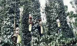 ಕೆ.ಜಿ.ಯೊಂದಕ್ಕೆ 540 ರೂ.ಗೆ ಇಳಿದ ಕಾಳುಮೆಣಸು ದರ