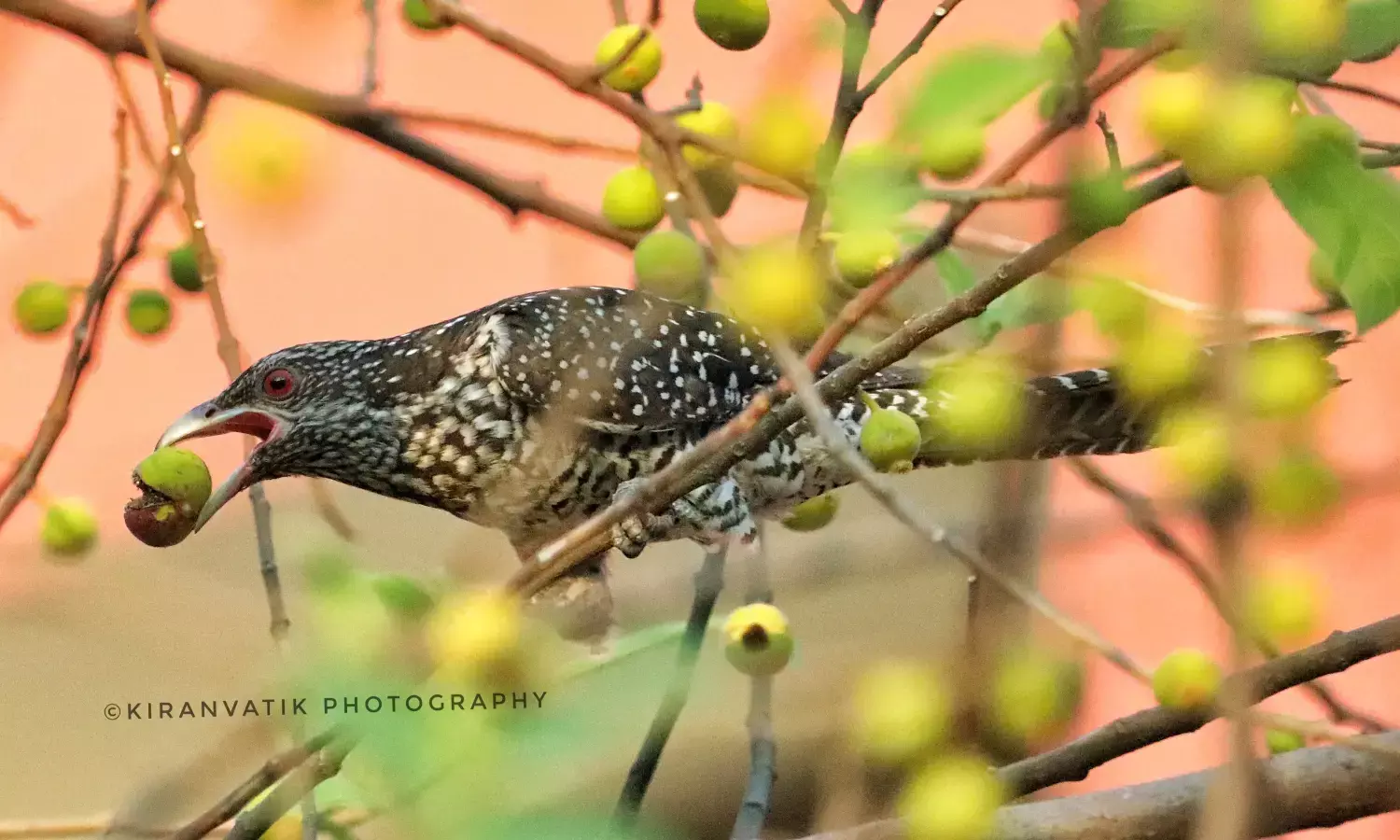 ಸಂತ ಅಲೋಶಿಯಸ್ ಶಿಕ್ಷಣ ಸಂಸ್ಥೆಯಲ್ಲಿ ‘ಬರ್ಡ್ ಕೌಂಟ್’ ಕಾರ್ಯಕ್ರಮ