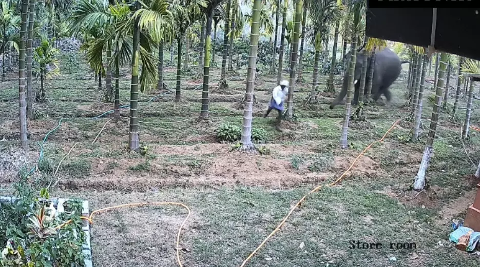 ಸಕಲೇಶಪುರ | ಕಾಡಾನೆ ದಾಳಿಯಿಂದ ಕೂದಲೆಳೆ ಅಂತರದಿಂದ ಪಾರದ ಕಾರ್ಮಿಕ