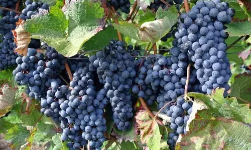 ಮಹಾರಾಷ್ಟ್ರದ ಸೀಸನ್ ಮುಗಿದ ಬೆನ್ನಲ್ಲೇ ಹೊಸಕೋಟೆಯ ದ್ರಾಕ್ಷಿ ಮಾರುಕಟ್ಟೆಗೆ