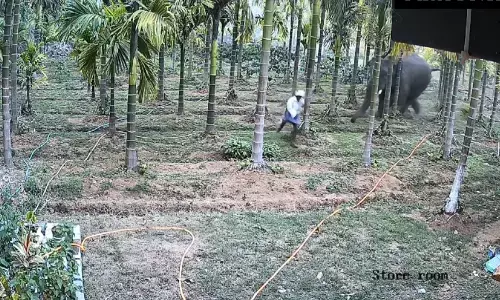 ಸಕಲೇಶಪುರ | ಕಾಡಾನೆ ದಾಳಿಯಿಂದ ಕೂದಲೆಳೆ ಅಂತರದಿಂದ ಪಾರದ ಕಾರ್ಮಿಕ