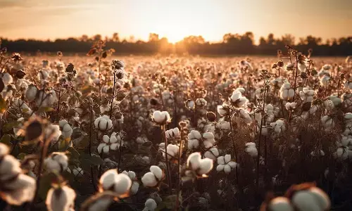 ಕುಲಾಂತರಿ ಹತ್ತಿ, ಜೋಳ ತಳಿ ಪ್ರಯೋಗಕ್ಕೆ 95 ಮಂದಿ ಆಕ್ಷೇಪ