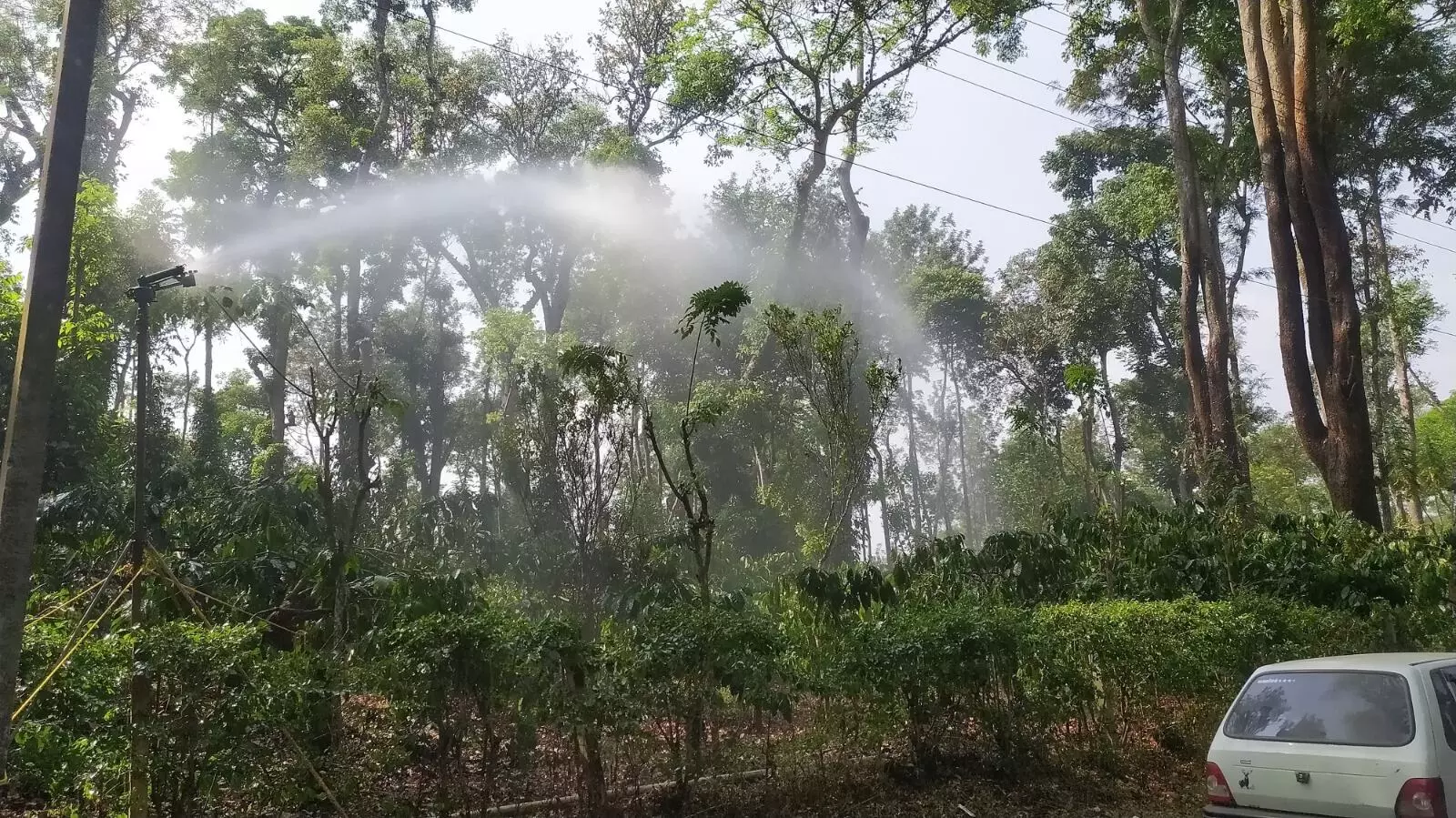 ಬಿಸಿಲ ಬೇಗೆಗೆ ಒಣಗುತ್ತಿವೆ ಕಾಫಿ ಗಿಡ, ಕಾಳುಮೆಣಸು ಬಳ್ಳಿಗಳು