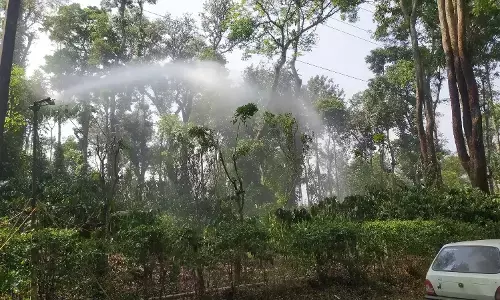 ಬಿಸಿಲ ಬೇಗೆಗೆ ಒಣಗುತ್ತಿವೆ ಕಾಫಿ ಗಿಡ, ಕಾಳುಮೆಣಸು ಬಳ್ಳಿಗಳು