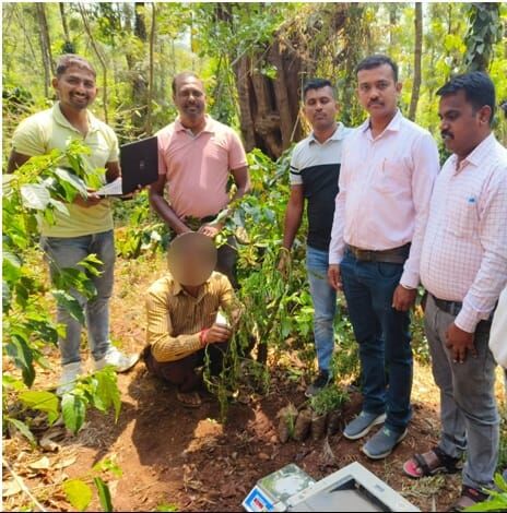 ಚಿಕ್ಕಮಗಳೂರು | ಕಾಫಿ ತೋಟದಲ್ಲಿ ಗಾಂಜಾ ಗಿಡಗಳನ್ನು ಬೆಳೆದ ಆರೋಪ : ಓರ್ವನ ಬಂಧನ