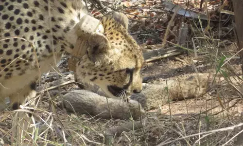 ಕುನೊ ರಾಷ್ಟ್ರೀಯ ಉದ್ಯಾನವನ | ಐದು ಮರಿಗಳಿಗೆ ಜನ್ಮ ನೀಡಿದ ದಕ್ಷಿಣ ಆಫ್ರಿಕಾದ ಚೀತಾ