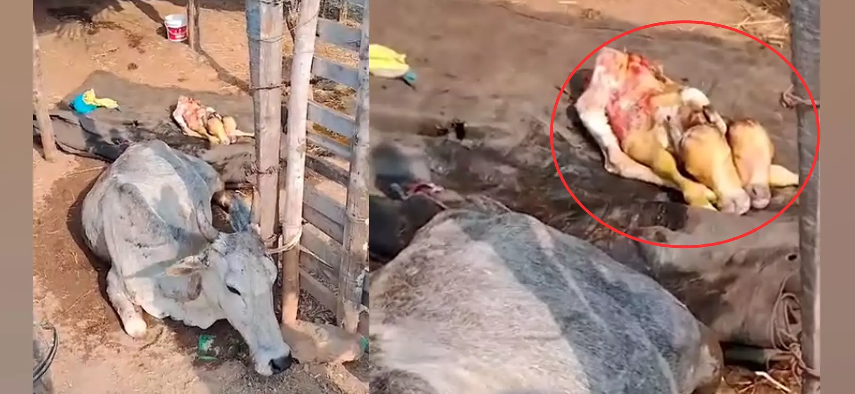 ಚಾಮರಾಜನಗರ: ಎರಡು ತಲೆಯ ಕರುವಿಗೆ ಜನ್ಮ ನೀಡಿದ ಹಸು ಚಾಮರಾಜನಗರ: ಎರಡು ತಲೆಯ ಕರುವಿಗೆ ಜನ್ಮ ನೀಡಿದ ಹಸು