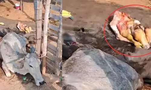 ಚಾಮರಾಜನಗರ: ಎರಡು ತಲೆಯ ಕರುವಿಗೆ ಜನ್ಮ ನೀಡಿದ ಹಸು