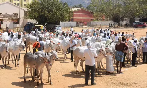 ಜಾನುವಾರು ಕ್ರಯ, ವಿಕ್ರಯಕ್ಕೆ ವೇದಿಕೆಯಾದ ಸಿದ್ದಗಂಗಾ ಜಾತ್ರೆ